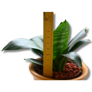 Bogenhanf „Hahnii“ (Sansevieria) – kompakte Topfpflanze im Tontopf