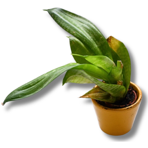 Bogenhanf (Sansevieria / Dracaena) – kompakte Topfpflanze