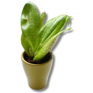 Bogenhanf (Sansevieria / Dracaena) – kompakte Zimmerpflanze im Topf