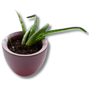 Aloe (Aloe sp.) – hängend wachsender Ableger im Topf