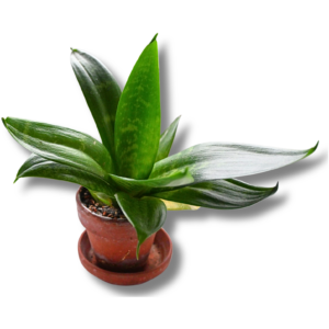 Bogenhanf (Sansevieria / Dracaena) – mittelgroße Zimmerpflanze im Tontopf