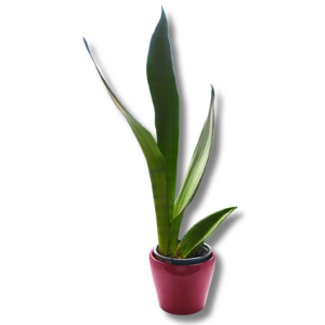 Bogenhanf (Sansevieria) – schlanke Zimmerpflanze im dekorativen Keramiktopf
