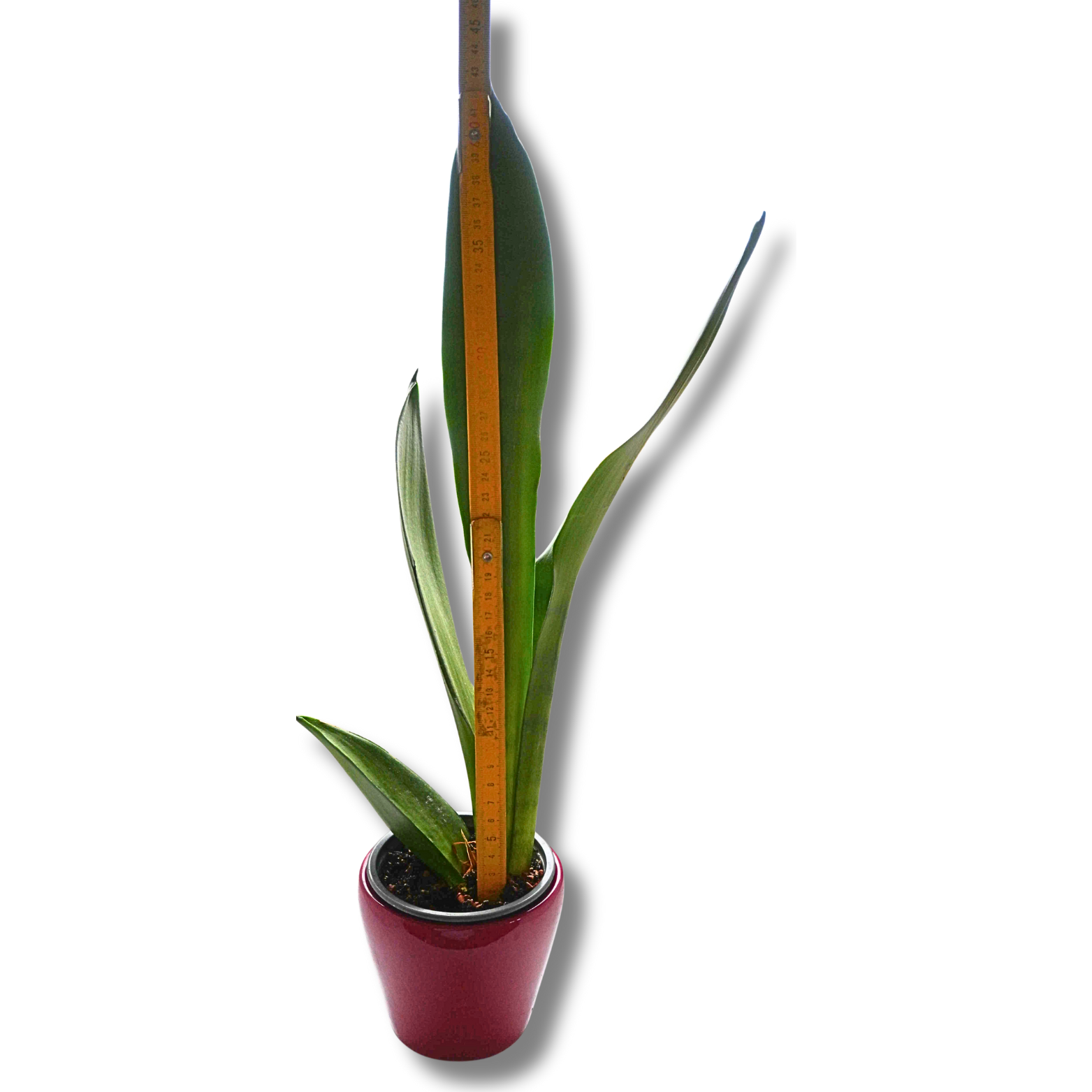 Bogenhanf (Sansevieria) – schlanke Zimmerpflanze im dekorativen Keramiktopf – Bild 2