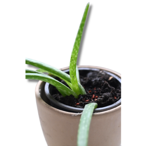Aloe vera – dekorative Sukkulente im Keramiktopf