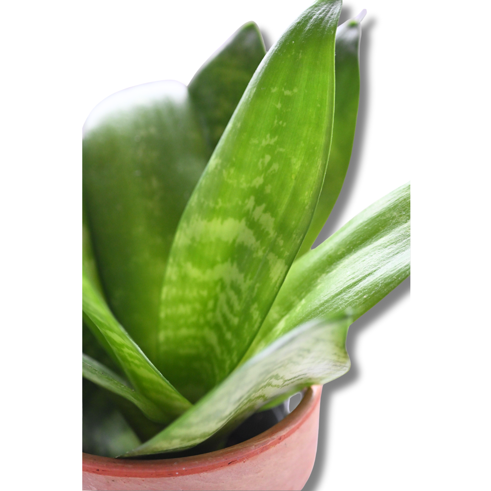 Bogenhanf „Hahnii“ (Sansevieria) – kompakte Zimmerpflanze im Tontopf – Bild 2