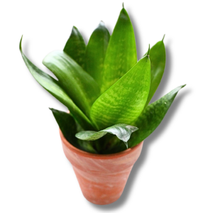 Bogenhanf „Hahnii“ (Sansevieria) – kompakte Zimmerpflanze im Tontopf
