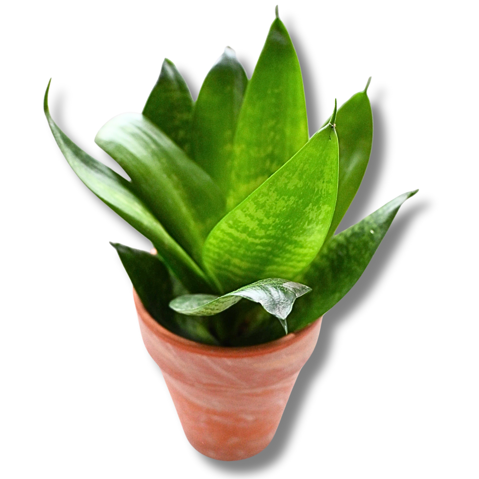 Bogenhanf „Hahnii“ (Sansevieria) – kompakte Zimmerpflanze im Tontopf