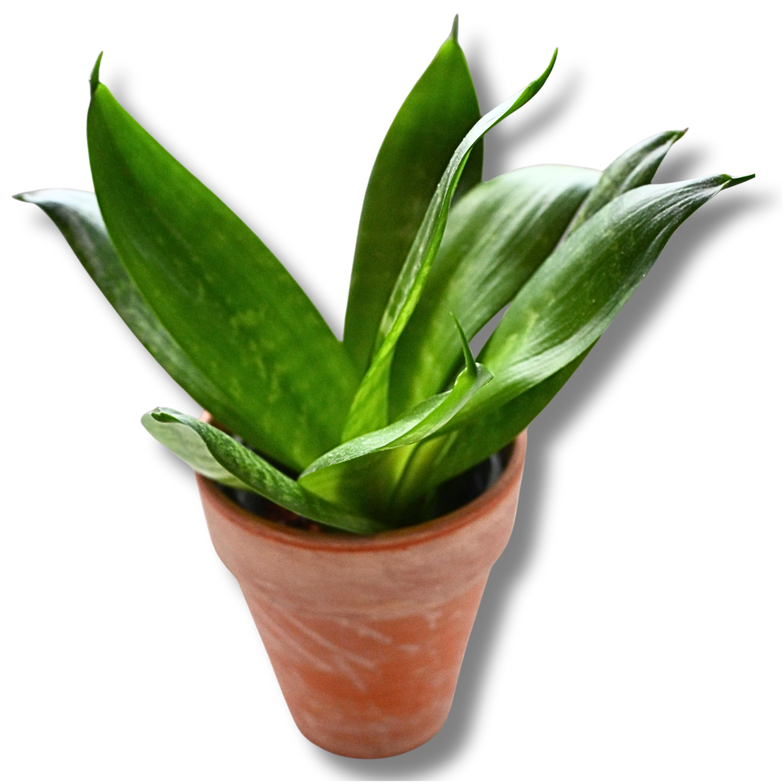 Bogenhanf „Hahnii“ (Sansevieria) – kompakte Zimmerpflanze im Tontopf – Bild 3