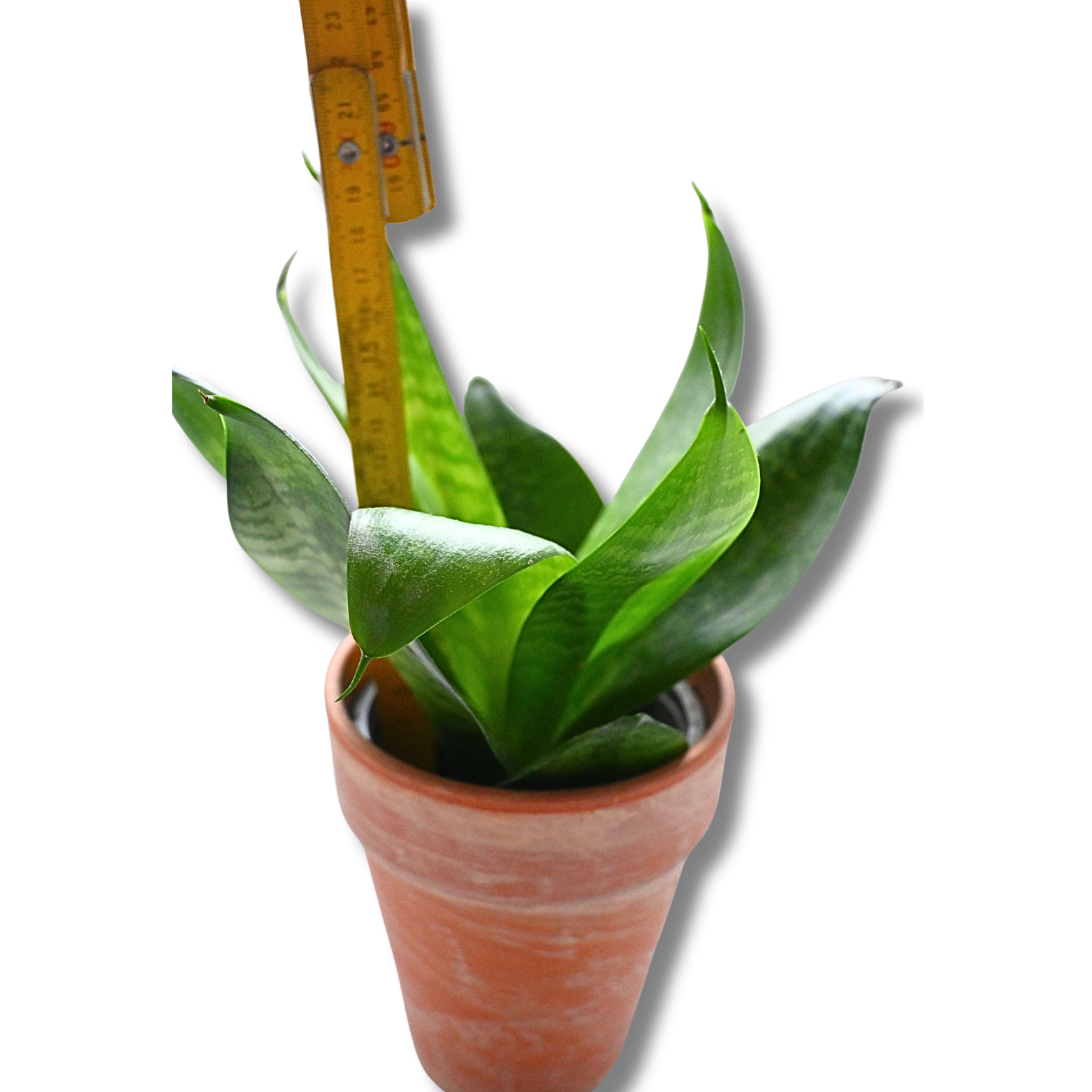Bogenhanf „Hahnii“ (Sansevieria) – kompakte Zimmerpflanze im Tontopf – Bild 4