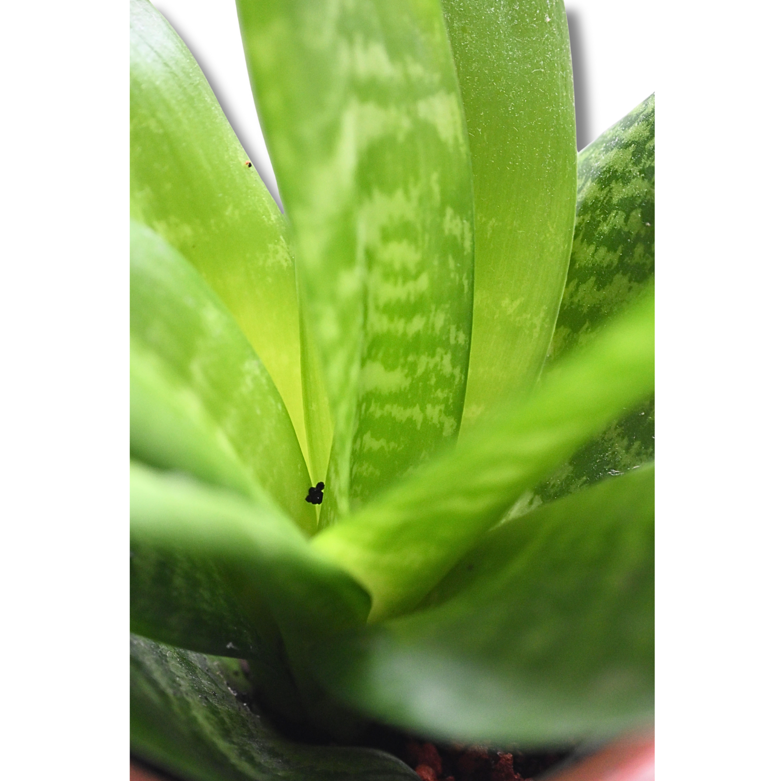 Bogenhanf „Hahnii“ (Sansevieria) – kompakte Zimmerpflanze im Tontopf – Bild 5