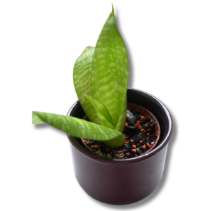 Bogenhanf „Hahnii“ (Sansevieria) – kompakte Zimmerpflanze im Keramiktopf