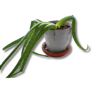 Aloe vera – echte Aloe im Topf | robuste Zimmerpflanze mit fleischigen Blättern