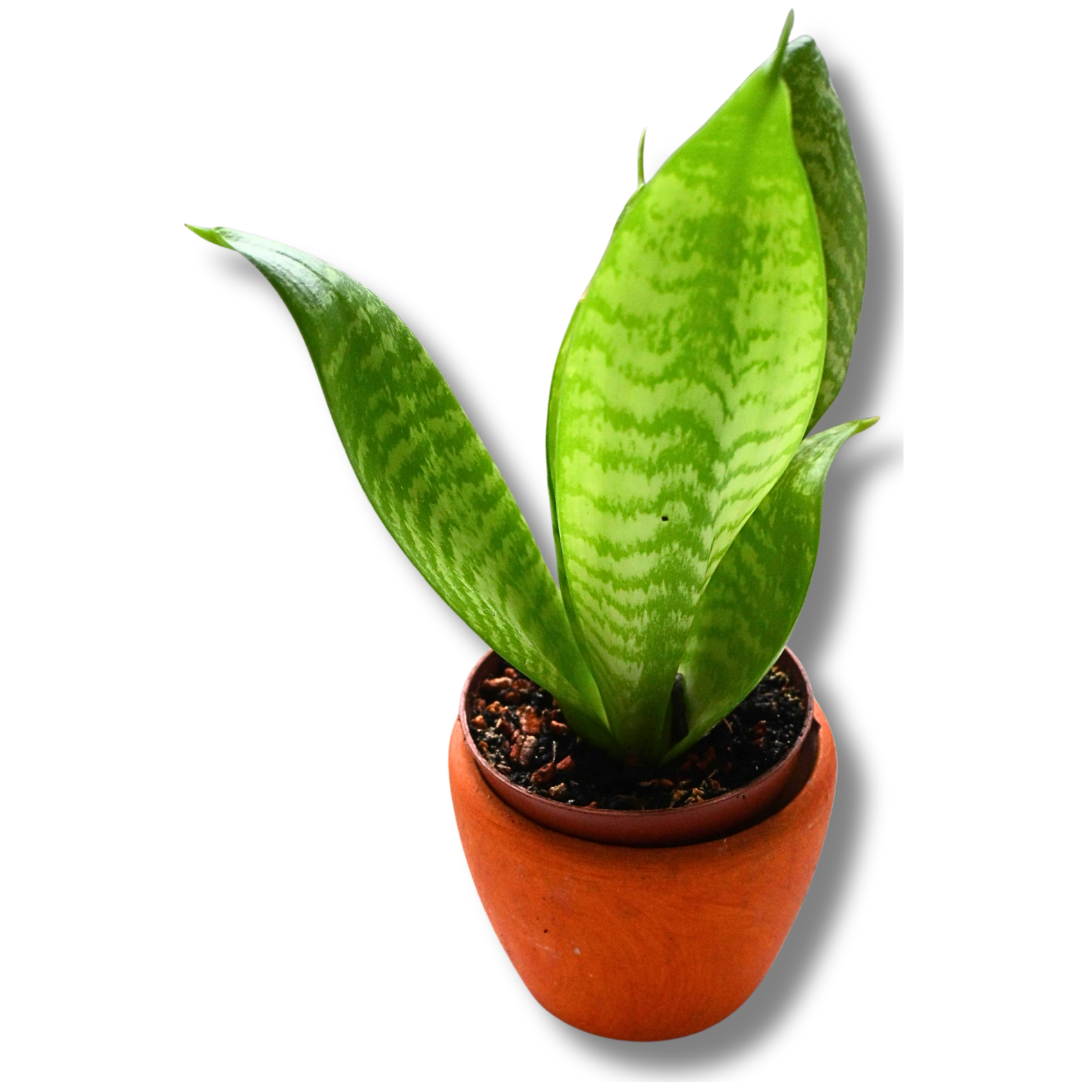 Bogenhanf (Sansevieria trifasciata) – kompakte aufrechte Zimmerpflanze im Tontopf