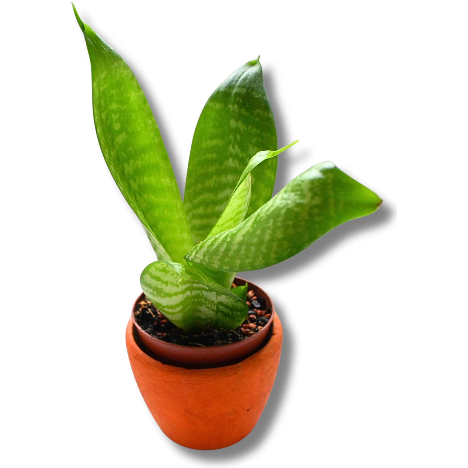 Bogenhanf (Sansevieria trifasciata) – kompakte aufrechte Zimmerpflanze im Tontopf – Bild 3