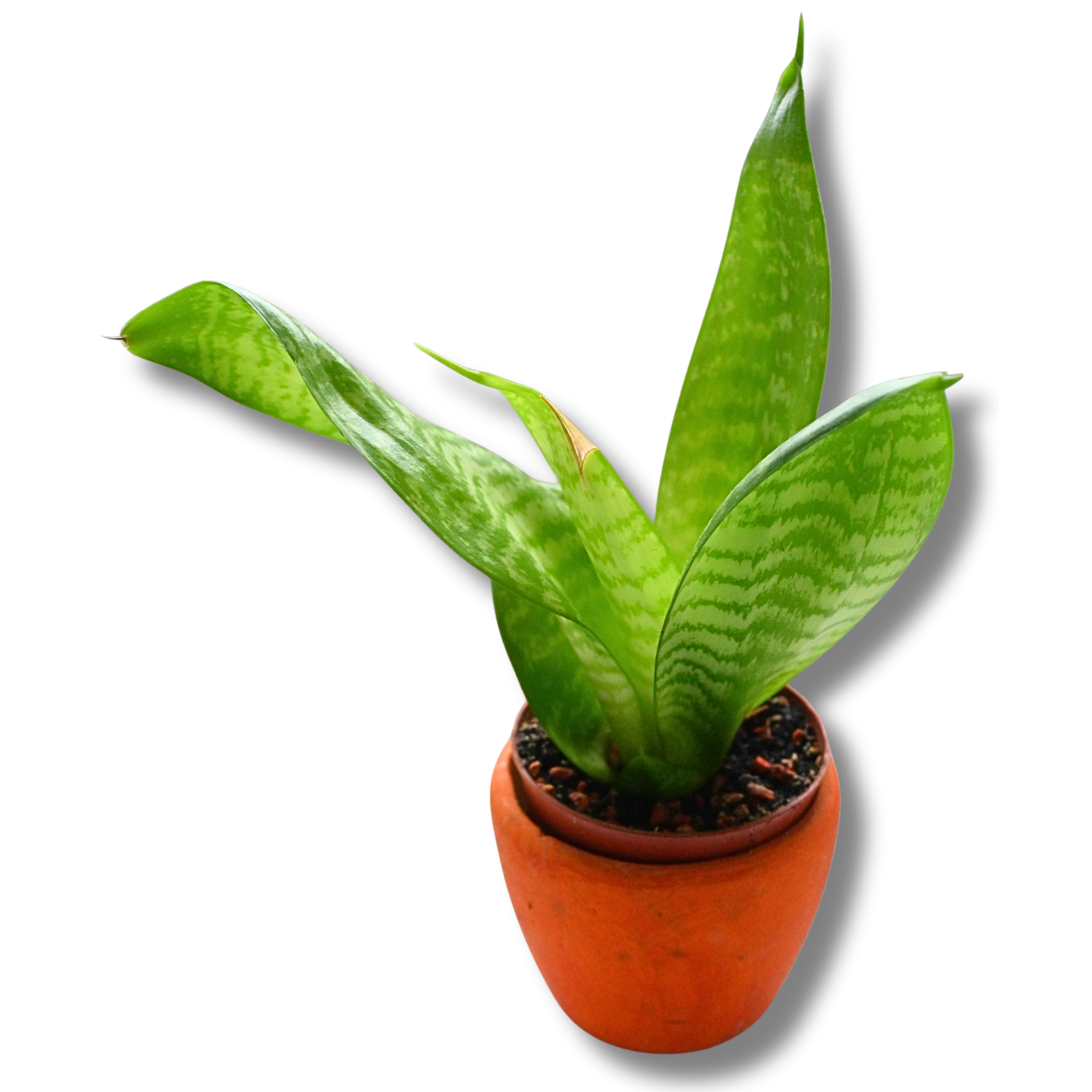 Bogenhanf (Sansevieria trifasciata) – kompakte aufrechte Zimmerpflanze im Tontopf – Bild 4