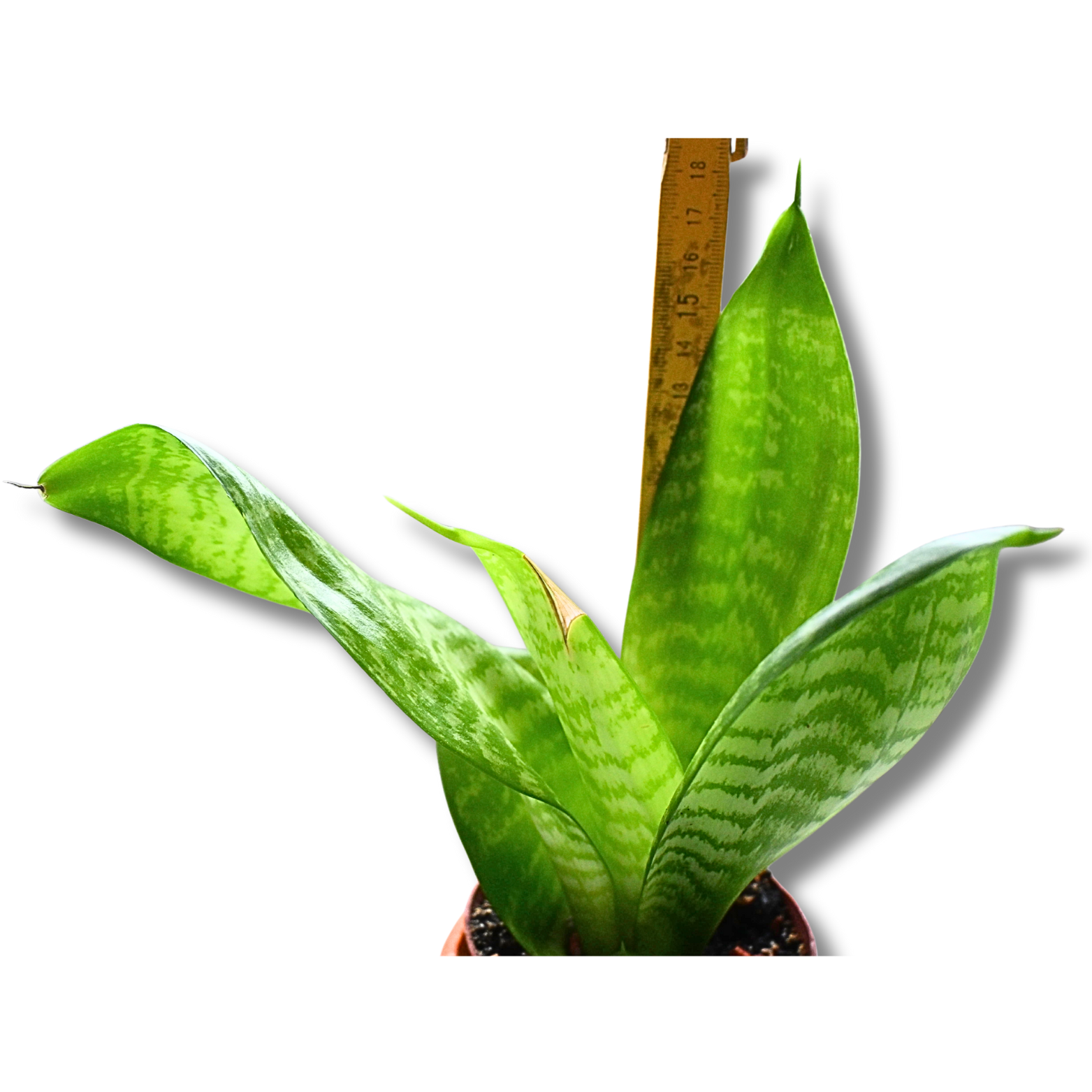 Bogenhanf (Sansevieria trifasciata) – kompakte aufrechte Zimmerpflanze im Tontopf – Bild 2