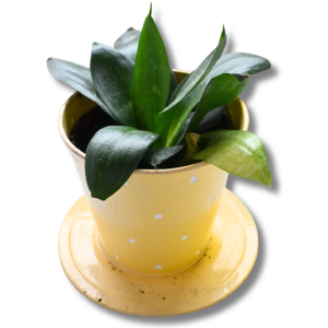 Bogenhanf „Hahnii“ (Sansevieria / Dracaena trifasciata) – kompakte Topfpflanze