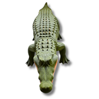 3D Druck Alligator aus PLA